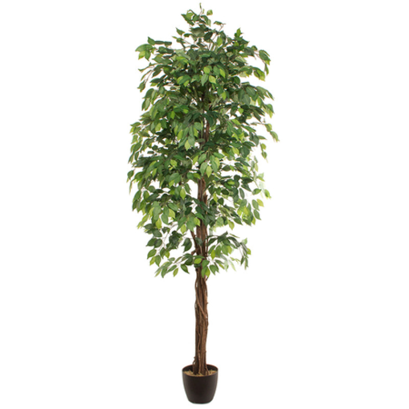 Mākslīgais augs FICUS 2.40m